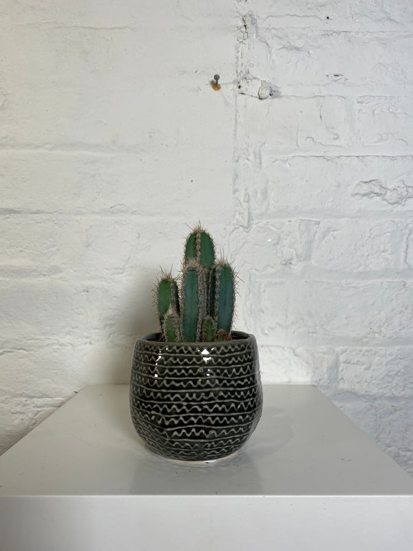 Cactus in decorative pot (Cactus in decorative pot)