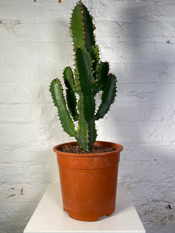 Euphorbia ingens (Cowboy Cactus)