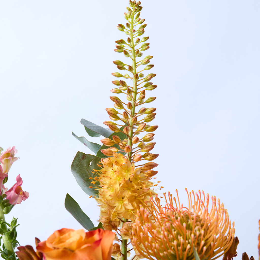 A Clockwork Orange (Eremurus / Orange roses / Kangaroo Paw/ Leucospermum / Antirrhinum / Eucalyptus)