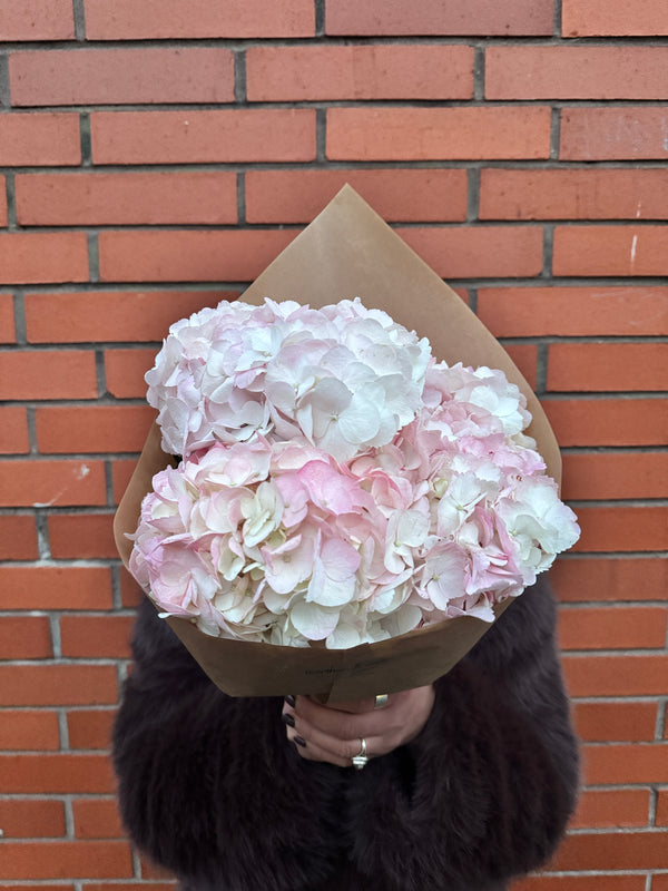 Hydrangea Solo (A wrap of just pale pink heavenly hydrangea)
