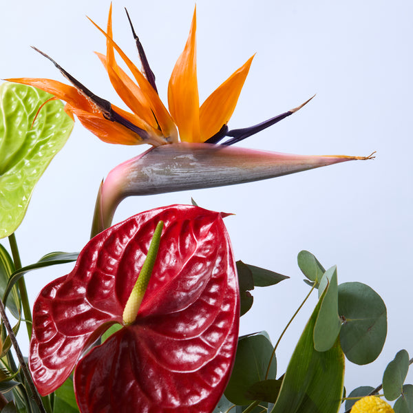 Kinky Afro (Anthurium / Billybobs / Protea / Bird of Paradise / Roses / Eucalyptus / Dracaena)