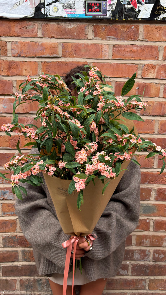 Euphorbia Solo (A wrap of juicy, seasonal euphorbia. Colours will vary between orange, pink and white)