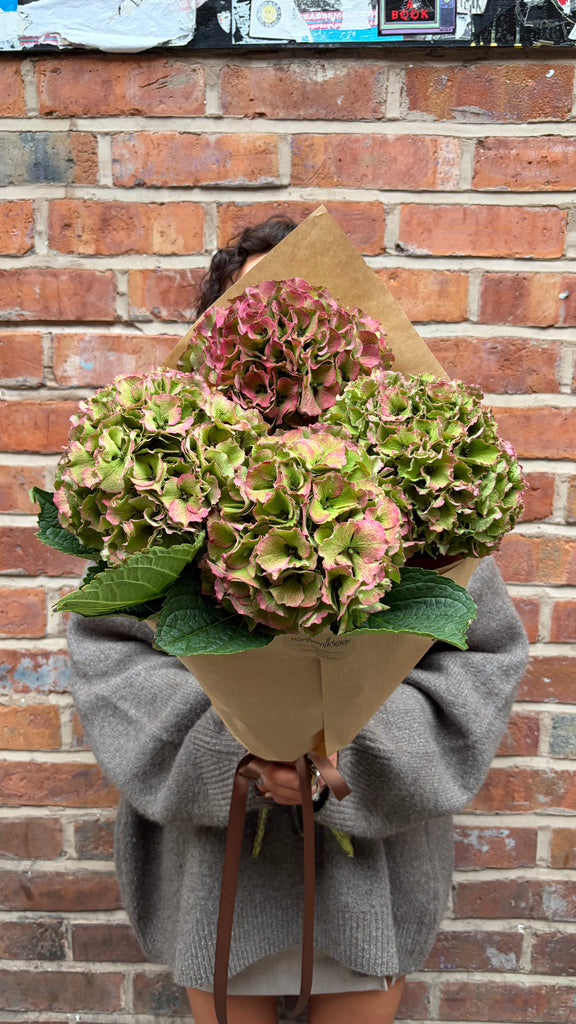Hydrangea Solo (A wrap of just heavenly hydrangea)