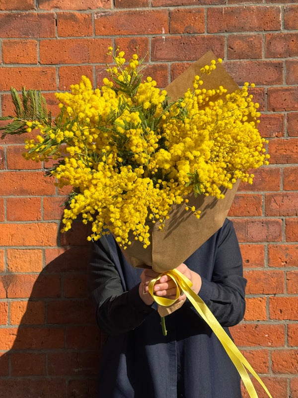 Mimosa Solo (A wrap of just marvellous mimosa - colours may vary)