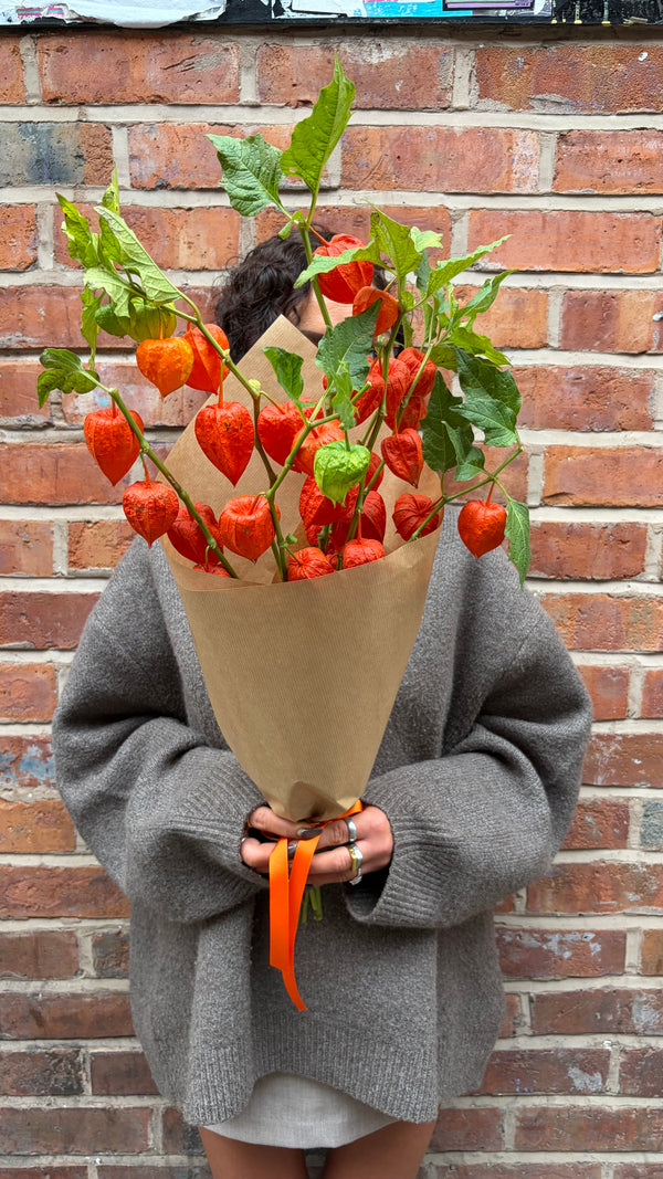 Physalis Solo (A wrap of fun 'Chinese Lanterns')