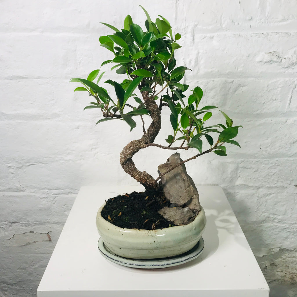 prayer plant bonsai Bonsai (Bonsai in Pot)