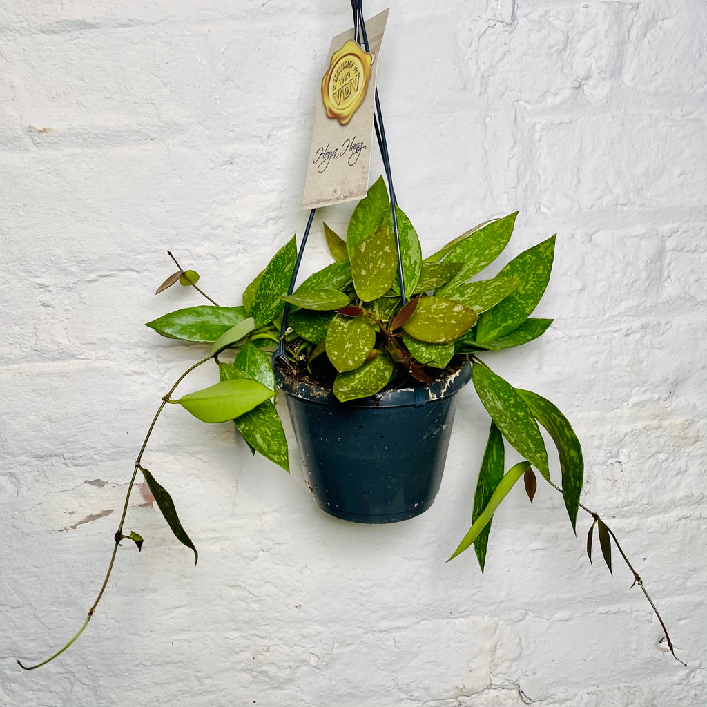 Hoya carnosa gracilis (Wax plant)