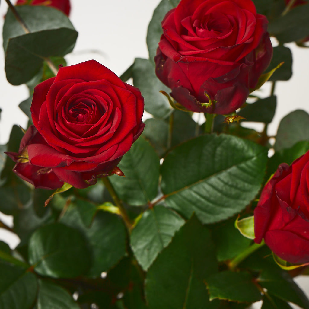 True Romance (Red roses / Eucalyptus / Ferns)