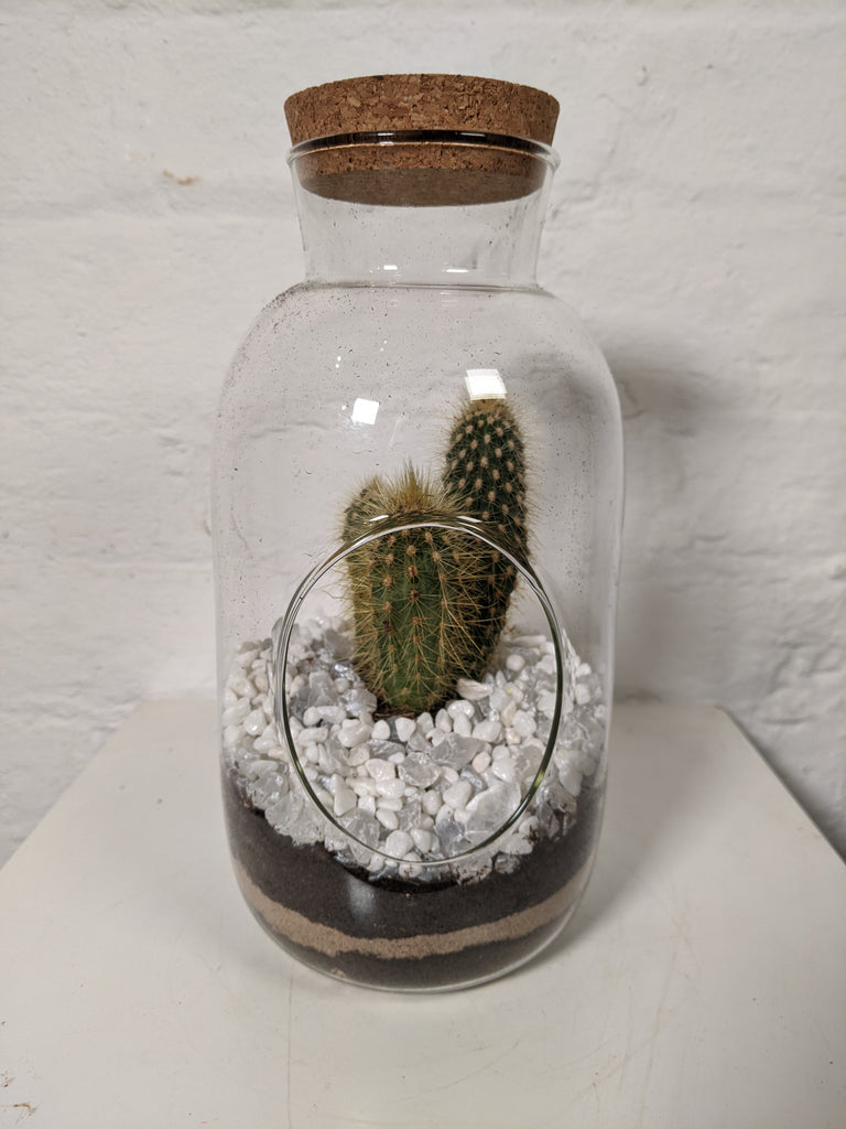 Cork Bottle Terrarium (Cactus)