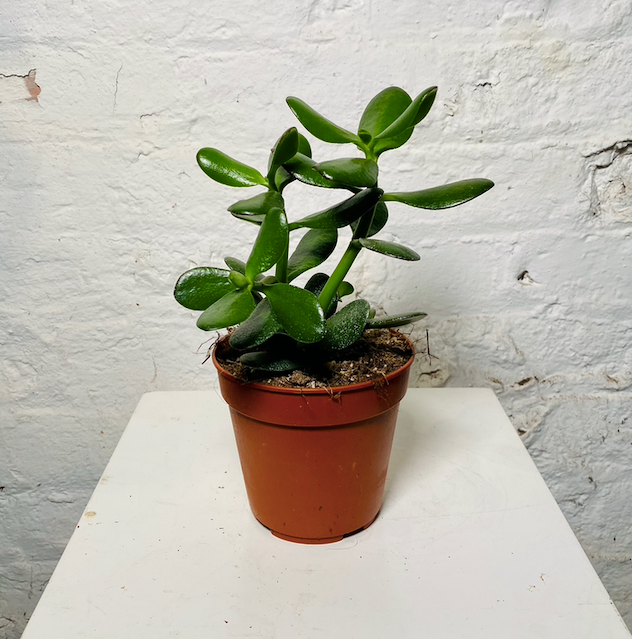 Crassula Ovata (Jade Plant)