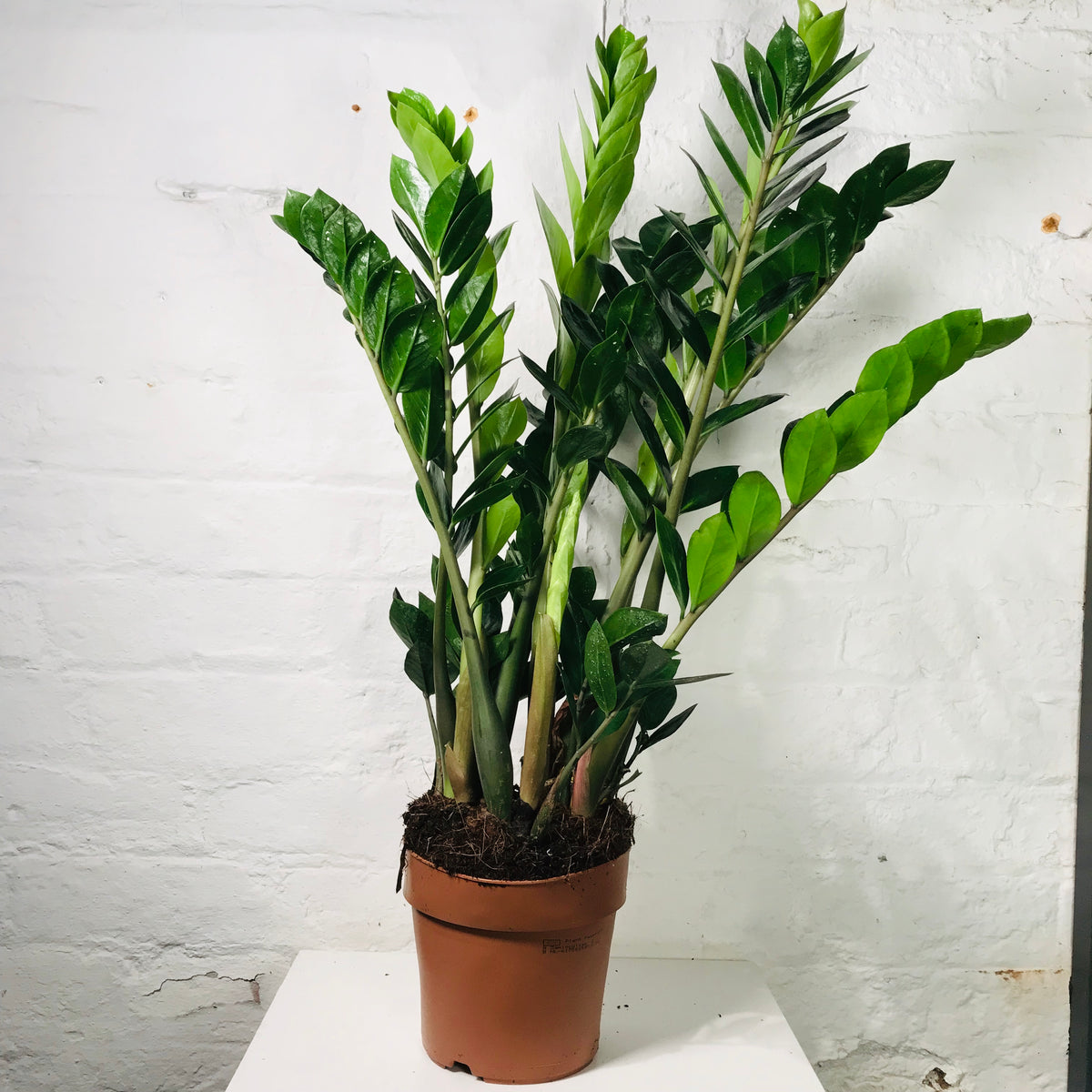 plante zz zamioculcas zamiifolia Zamioculcas Zamiifolia (ZZ Plant)