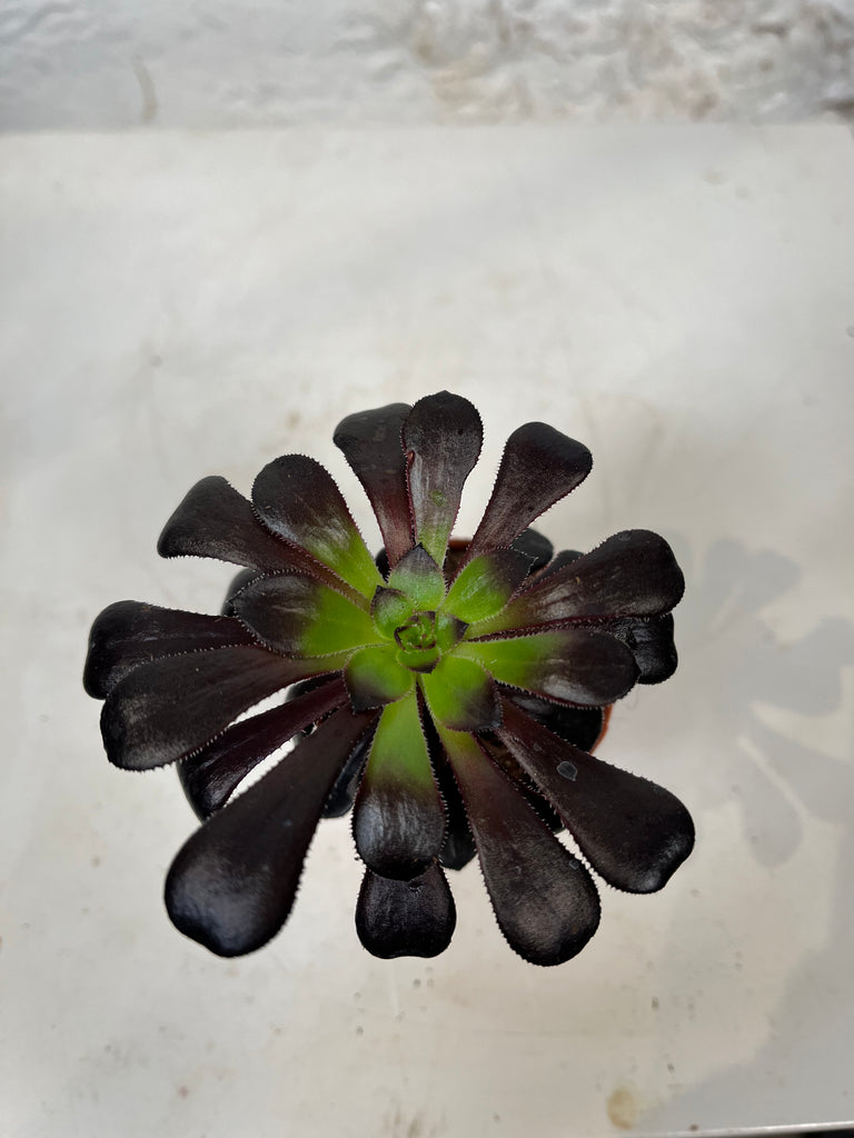 Aeonium Schwartzkopf (Desert Rose)