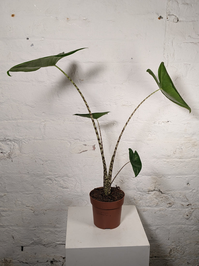 zebrina elephant ear plant Alocasia Zebrina (Elephant Ear)