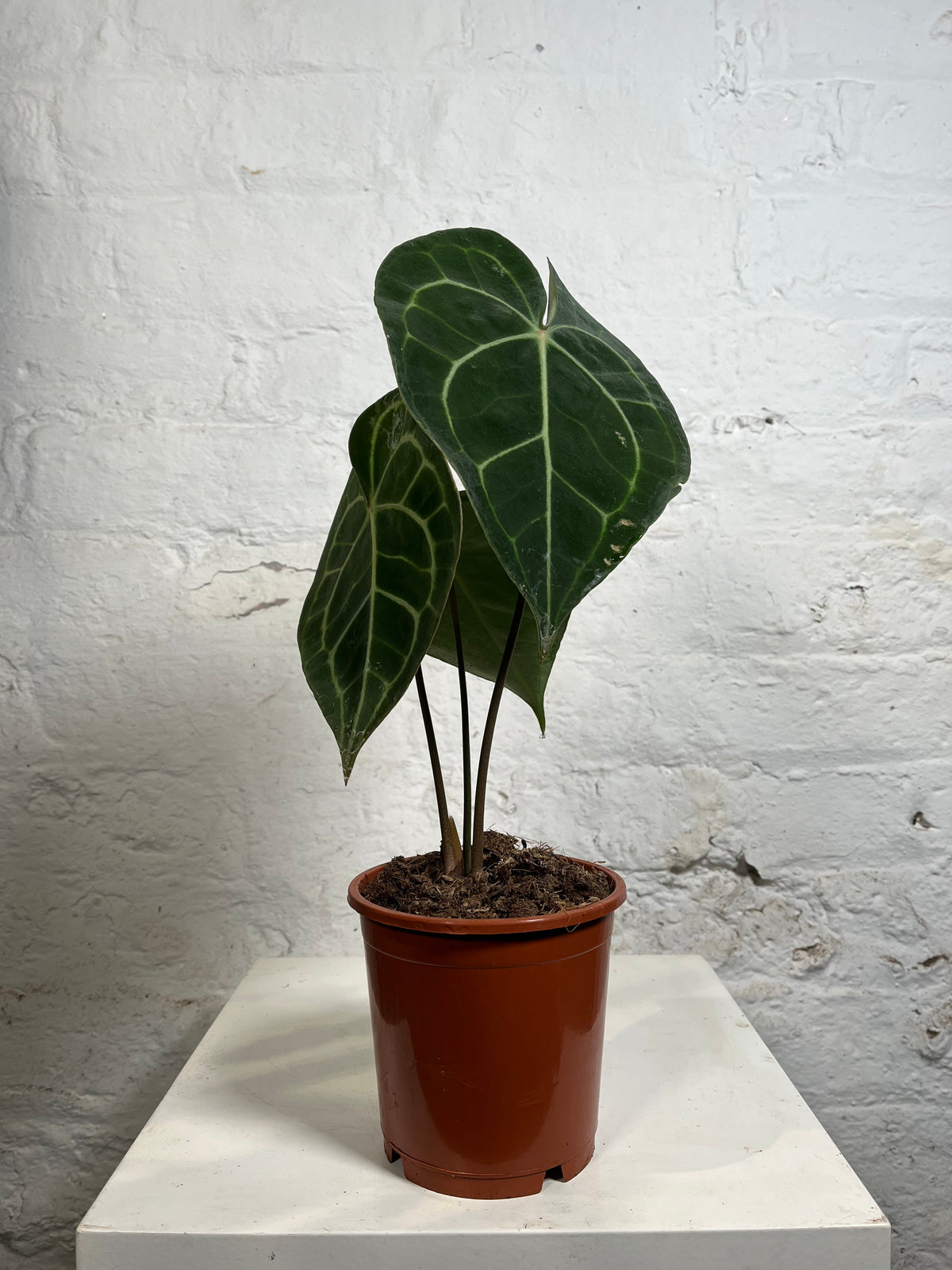 anthurium clarinervium comprar Anthurium clarinervium (Giant laceleaf) – Northern Flower