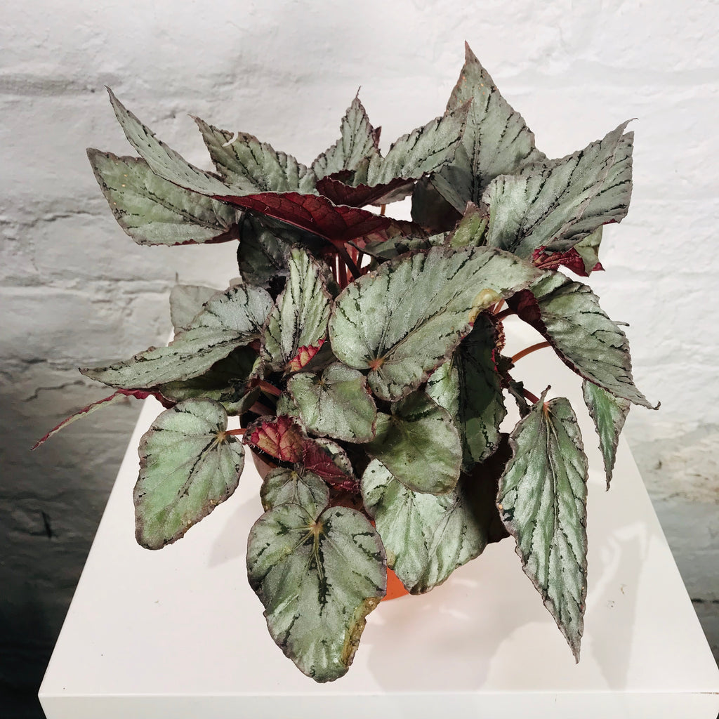 Begonia Rex (Painted Leaf Begonia)