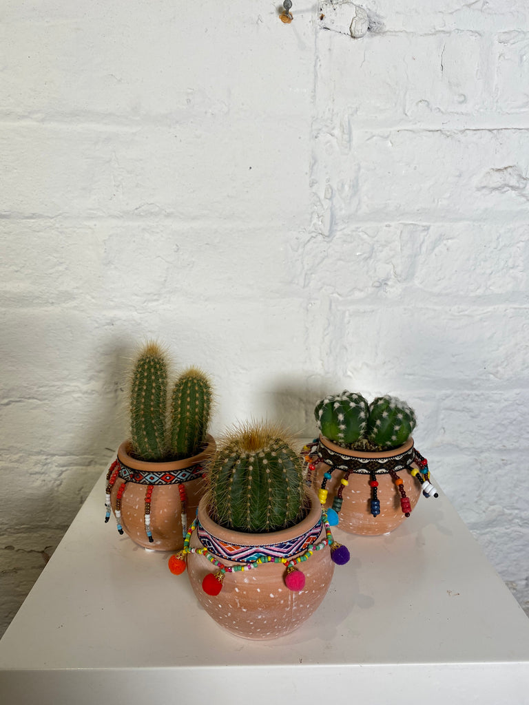 Mini cactus in bead pot