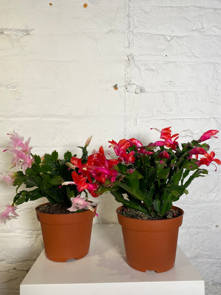 Schlumbergera Christmas Cactus Northern Flower Schlumbergera Christmas Cactus Northern Flower