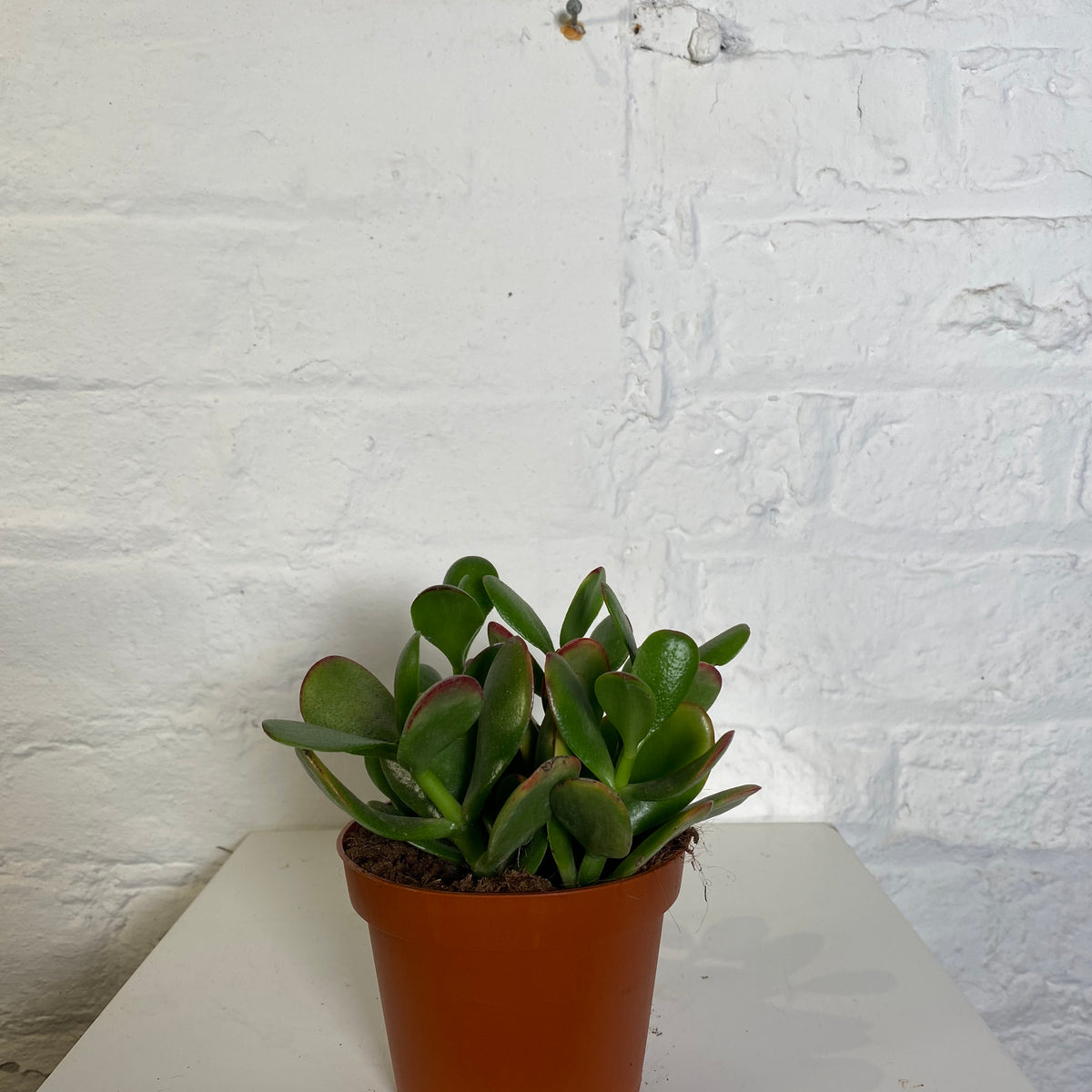 overlord jade plant Crassula Ovata (Jade Plant) – Northern Flower