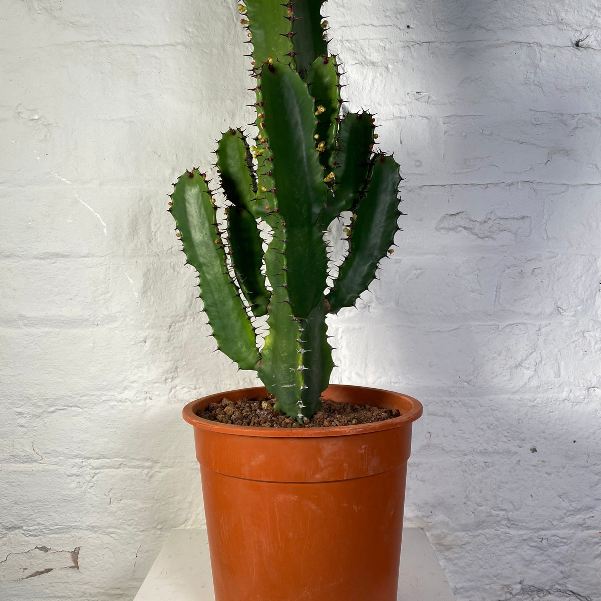 Euphorbia ingens (Cowboy Cactus)