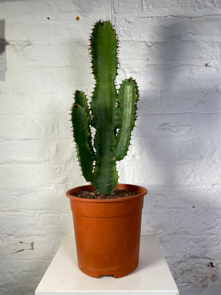 Euphorbia ingens (Cowboy Cactus)