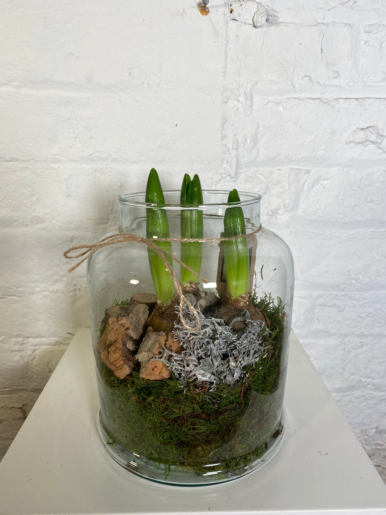 Hyacinth arrangement in glass