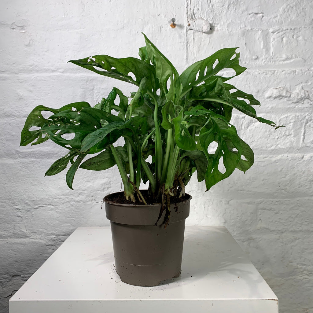 monstera obliqua monkey Monstera Obliqua (Monkey Mask)