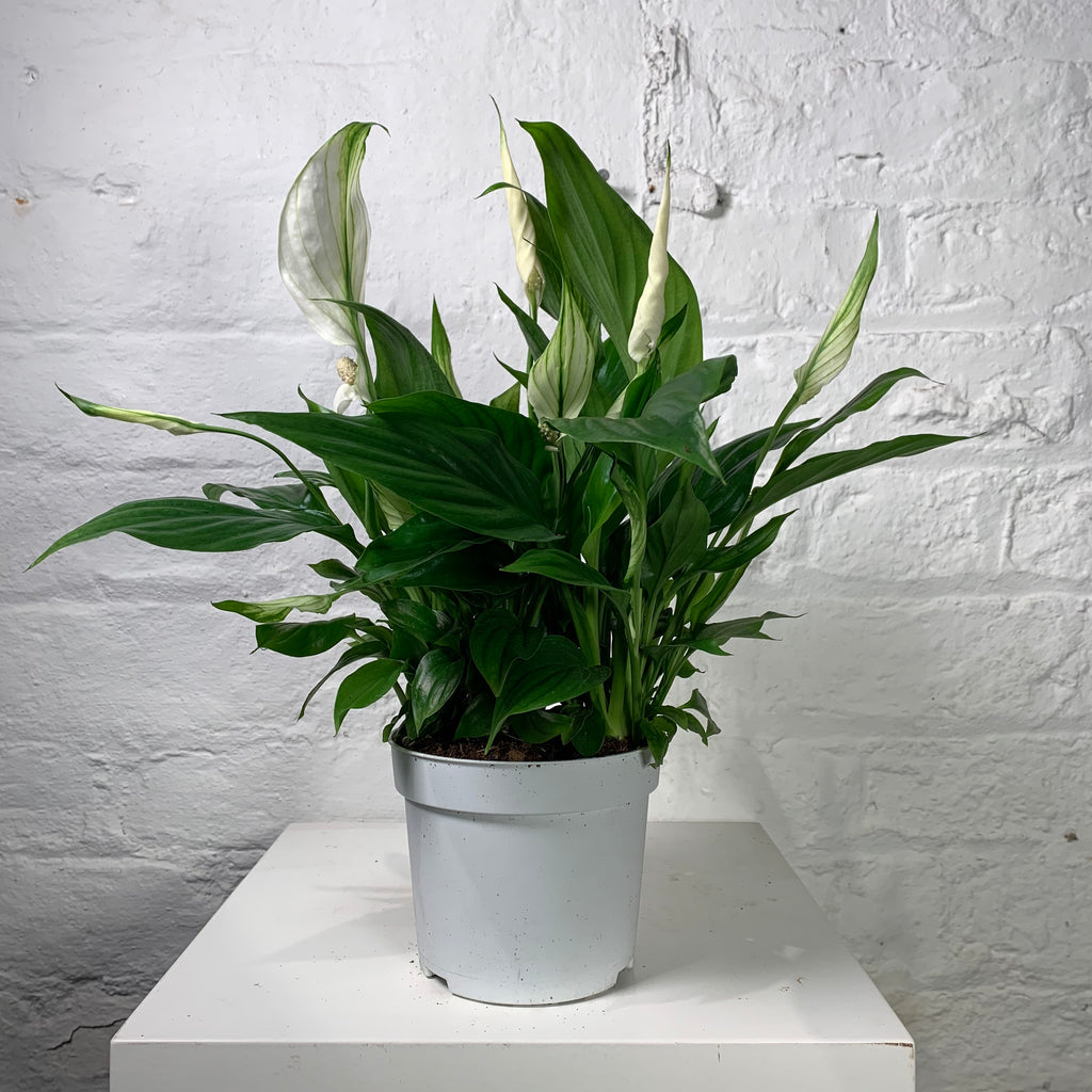 Spathiphyllum (Peace Lily) – Northern Flower