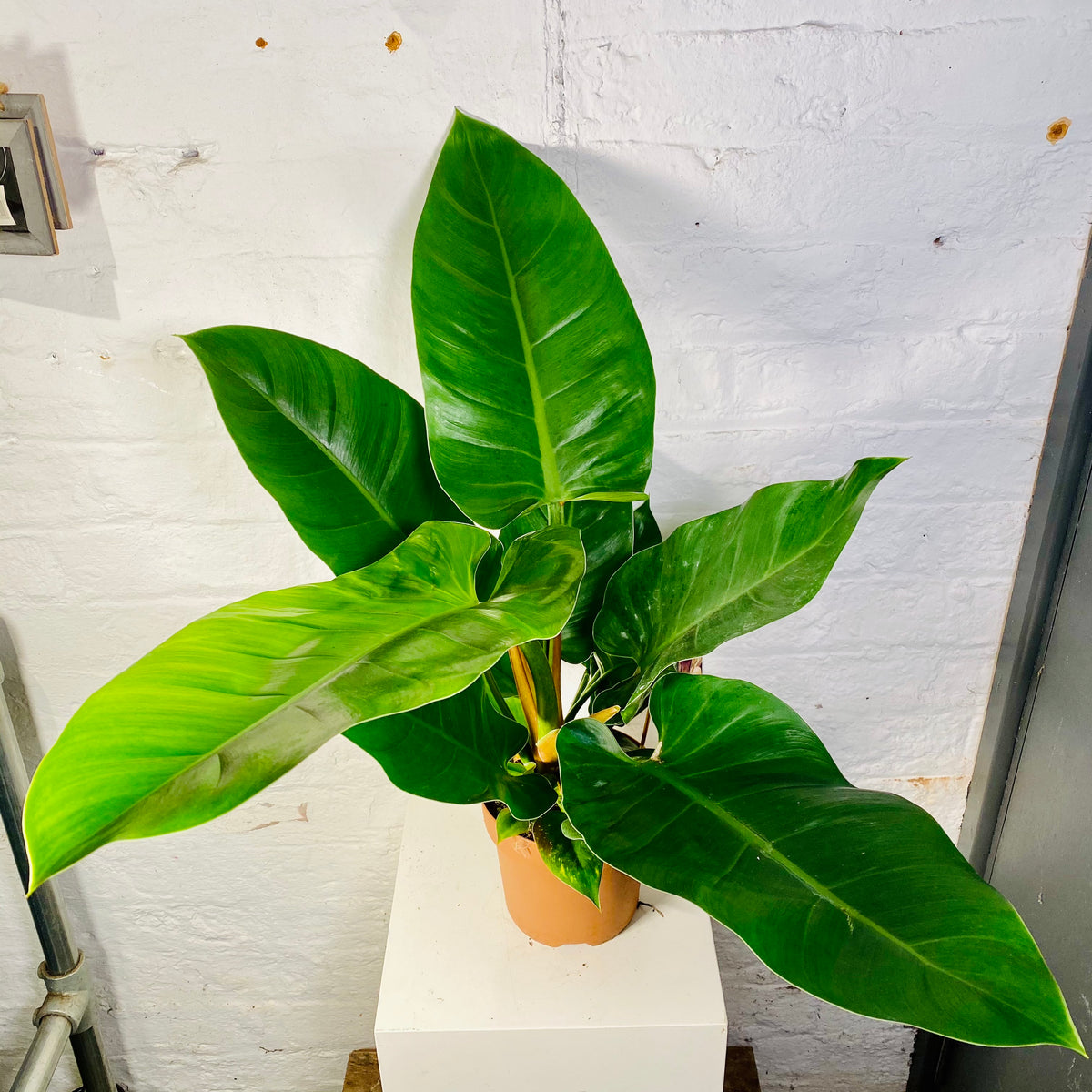 philodendron imperial green vermehren Philodendron Imperial Green (Philodendron Imperial Green)