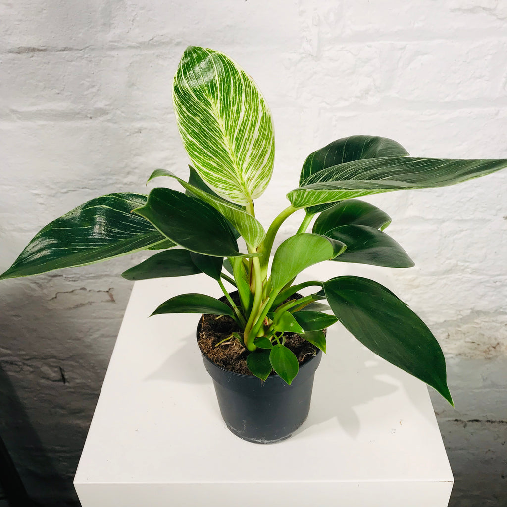 philodendron wave Philodendron Birkin (Philodendron White Wave) – Northern Flower