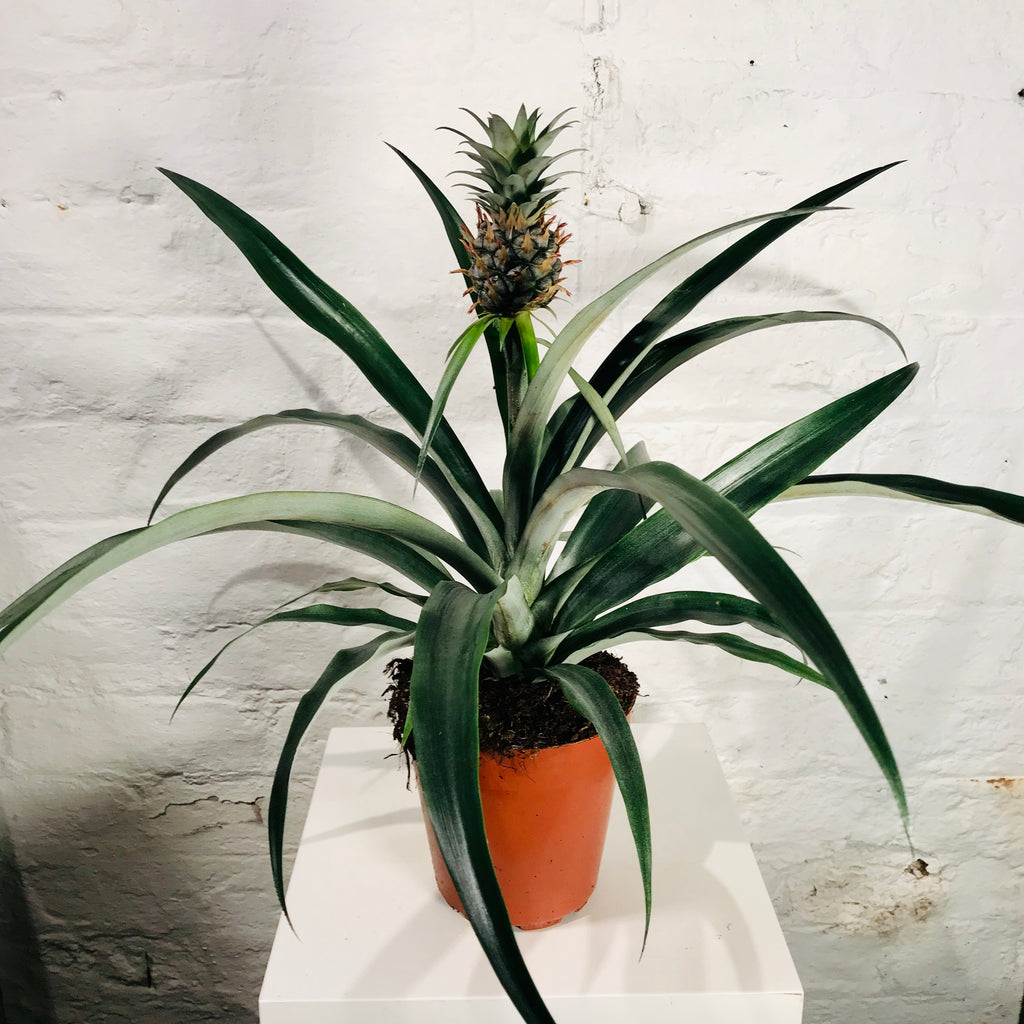 ikea pineapple plant care Ananas (Pineapple Plant) – Northern Flower