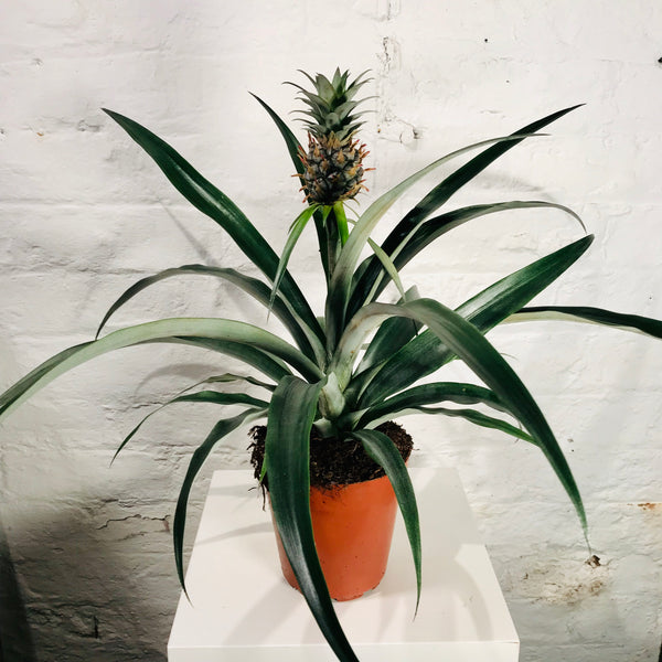Ananas (Pineapple Plant)