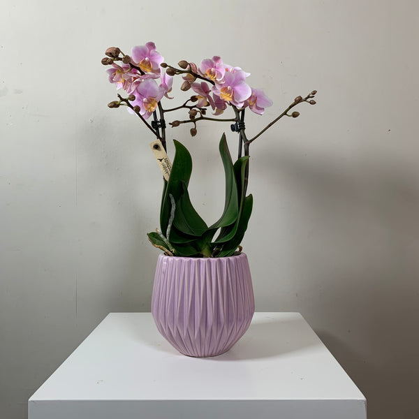 Phalaenopsis — Pink (Moth Orchid in pot)