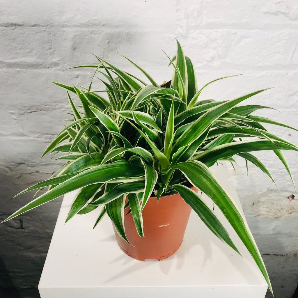 chlorophytum comosum ikea Chlorophytum (Spider Plant)