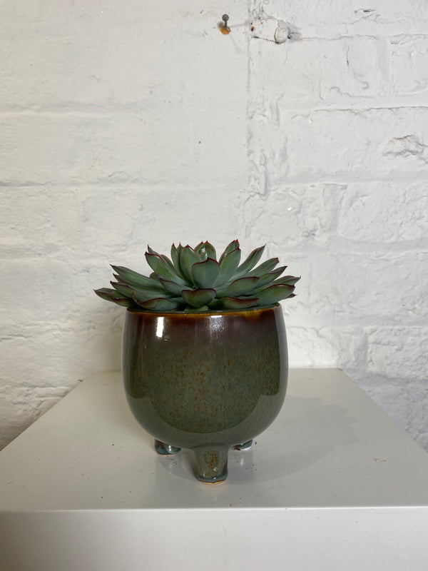 Succulent in glazed pot