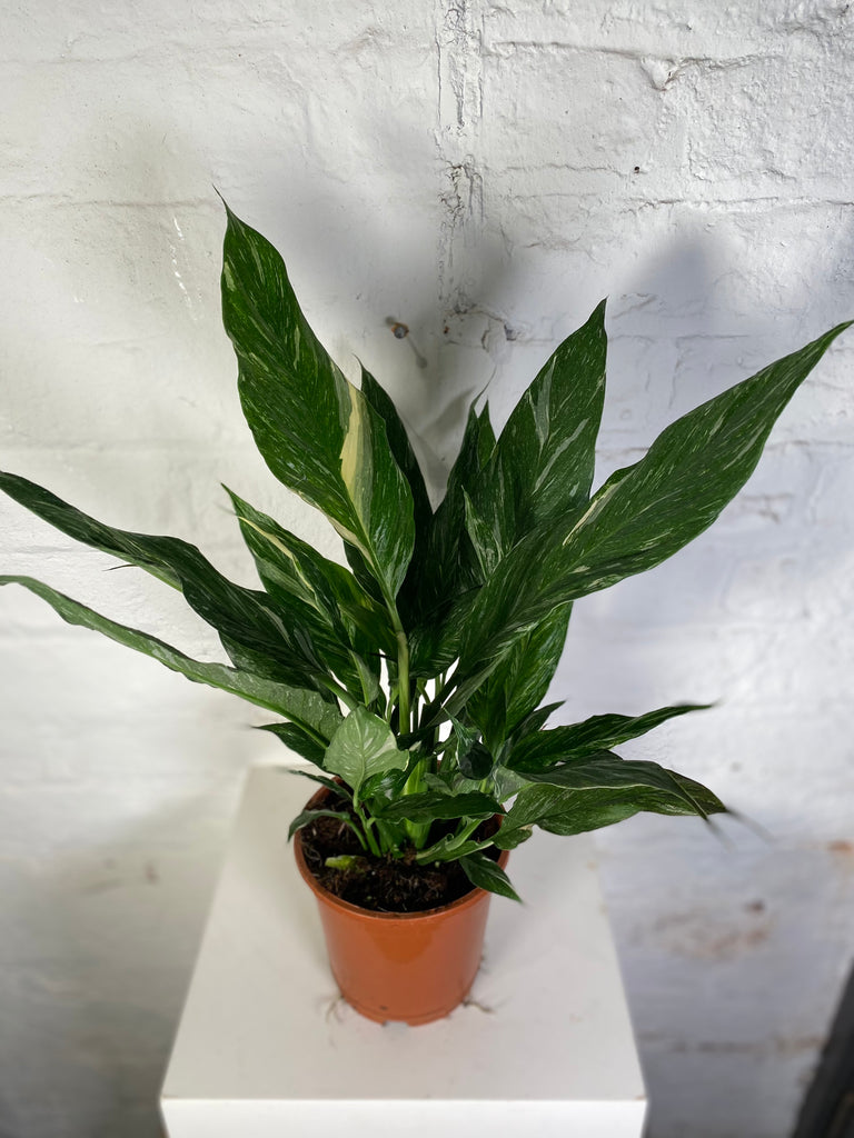 spathiphyllum diamond peace lily variegated Spathiphyllum Diamond (Variegated Peace Lily)