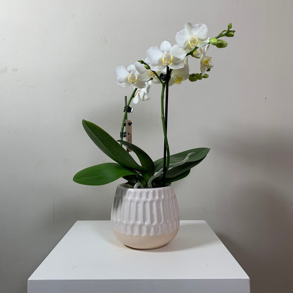 Phalaenopsis — White (Moth Orchid in pot)